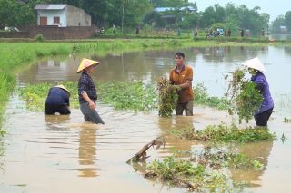 Thái Nguyên quy định mức hỗ trợ sản xuất nông nghiệp vùng bị thiệt hại do thiên tai, dịch hại