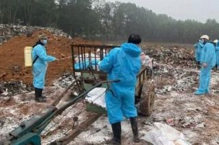 Thanh Hóa: Dịch tả lợn Châu Phi diễn biến phức tạp, gần 7.000 con lợn bị tiêu hủy