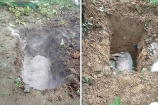 Cao Bằng tạm dừng toàn bộ hoạt động mua bán, vận chuyển lợn để chống dịch tả lợn Châu Phi