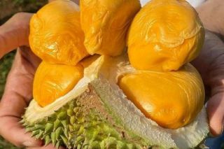 Giá sầu riêng hôm nay 14/8: Thị trường tăng