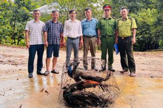 Vườn Quốc gia Vũ Quang tiếp nhận 4 cá thể động vật hoang dã quý hiếm do người dân bàn giao