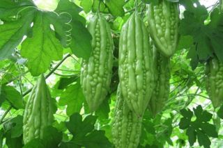 Mướp đắng và các tác dụng đặc biệt cho sức khỏe