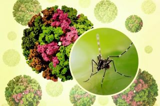 Việt Nam chưa ghi nhận ca mắc Chikungunya