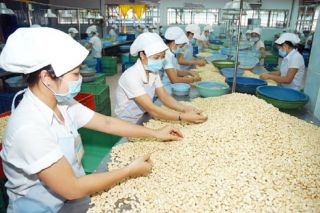 Xuất khẩu hạt điều Việt Nam đạt 2,8 tỷ USD sau 7 tháng