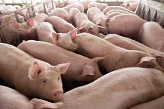 Giá heo hơi hôm nay 3/9: Đi ngang trên toàn quốc