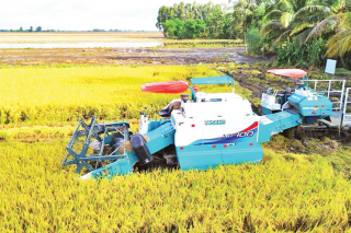 Những bước tiến vượt bậc trong canh tác lúa chất lượng cao, phát thải thấp