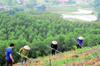 Bộ Nông nghiệp và Môi trường: Quy định quy trình kỹ thuật giao rừng, cho thuê rừng
