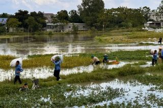 Bắc Ninh: Đẩy nhanh tiến độ thu hoạch lúa mùa, hạn chế thiệt hại do mưa bão