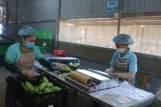 Tây Ninh phát triển mô hình hợp tác xã kiểu mới, ứng dụng công nghệ cao