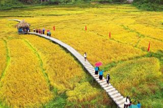 Ngày 2/11, khai hội Mùa vàng miền soóng cọ xã Đông Ngũ