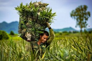 Ninh Bình ban hành Kế hoạch thực hiện Chương trình OCOP năm 2025 sau sáp nhập đơn vị hành chính
