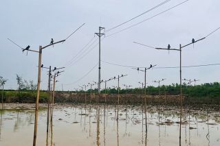 Tăng cường kiểm tra, xử lý hành vi bẫy bắt chim hoang dã tại xã Giai Lạc