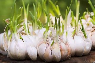 Thực phẩm mọc mầm – kẻ thù hay bạn đồng hành của sức khỏe?