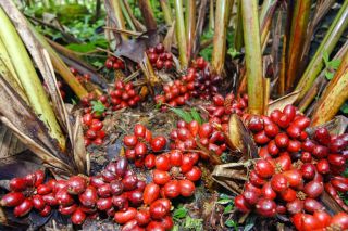 Trồng dược liệu dưới tán rừng – hướng đi giúp nhân dân tăng thu nhập và bảo vệ tài nguyên rừng