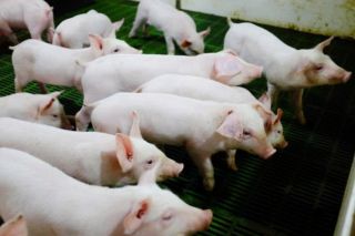 Nông nghiệp Hòa Phát (HPA) chuẩn bị chào bán 30 triệu cổ phiếu lần đầu ra công chúng