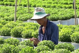 Đồng Tháp: Nông dân làng hoa Sa Đéc chăm sóc hoa phục vụ Festival Hoa - Kiểng