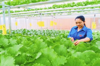 Hà Nội đẩy mạnh sản xuất rau an toàn ứng dụng công nghệ cao đến năm 2030