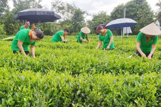 Kinh tế tập thể – Sức bật mới cho nông thôn Việt Nam