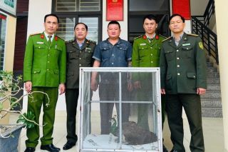 Hà Tĩnh: Người dân giao nộp cá thể chim công lục quý hiếm