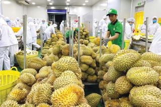 Xuất khẩu rau quả sang Trung Quốc năm 2025 lập kỷ lục, áp lực giữ thị phần gia tăng
