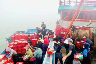 Ngư dân Nghệ An từng bước số hóa hoạt động khai thác thủy sản