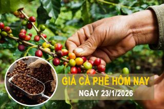 Giá cà phê hôm nay 23/1: Tây Nguyên tăng mạnh, thị trường thế giới trái chiều