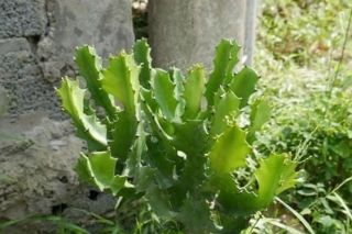 Ít ai ngờ xương rồng trồng trước nhà lại có tác dụng bổ gan, chống lão hóa