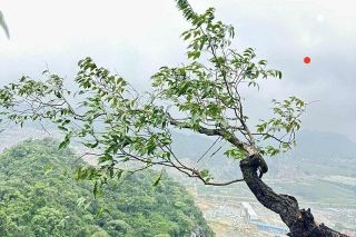 Công an tỉnh Thanh Hóa cảnh báo nguy cơ vi phạm pháp luật từ “cơn sốt” cây muội hồng