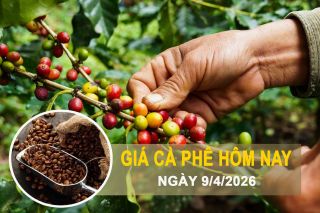 Giá cà phê hôm nay 9/4: Lao dốc mạnh, mất mốc 85.000 đồng/kg