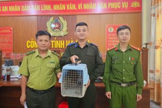 Vườn Quốc gia Vũ Quang tiếp nhận, cứu hộ 1 cá thể culi nhỏ quý hiếm