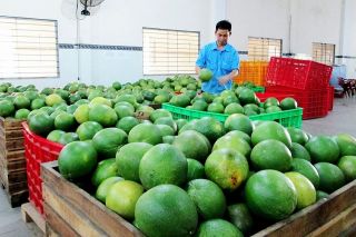 Ký Nghị định thư bưởi, chanh sang Trung Quốc - Bước tiến mới trong hợp tác nông nghiệp song phương