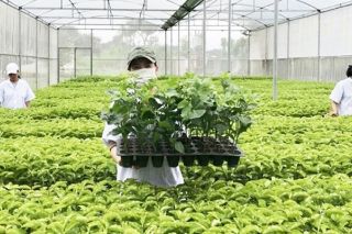 Chủ động nguồn giống, gia tăng giá trị nông sản Việt