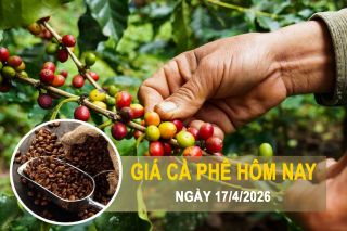 Giá cà phê hôm nay 17/4: Tăng mạnh 4 phiên liên tiếp, robusta bứt phá