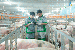 Lãi kỷ lục 206 tỷ, BAF tăng tốc nhờ giá heo “bật mạnh” nhưng áp lực nợ vay phình to