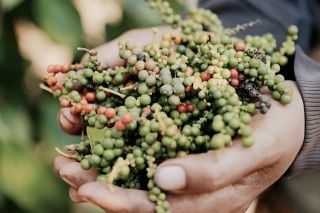 Giá tiêu hôm nay 2/8: Giữ đỉnh 142.000 đồng/kg, nguồn cung thấp tiếp sức thị trường