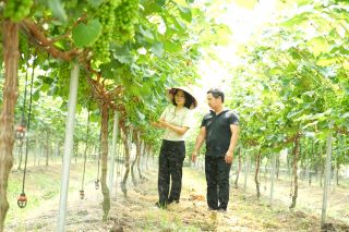Hà Nội: Thạch Thất phát triển nông nghiệp đa giá trị, nâng cao hiệu quả trên từng diện tích canh tác