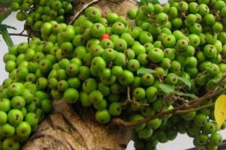 Loại quả chín rụng đầy gốc ít người nhặt, lại chứa nhiều lợi ích tốt cho sức khỏe