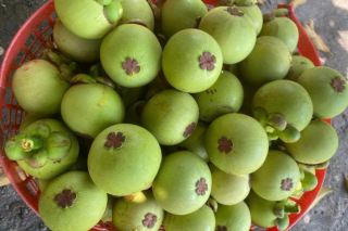 Măng cụt không chỉ ngon ngọt, phần quả xanh còn mang nhiều công dụng bất ngờ