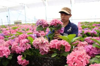 Lâm Đồng thúc đẩy chuyển đổi số, khơi dậy khát vọng trở thành trung tâm nông nghiệp xanh