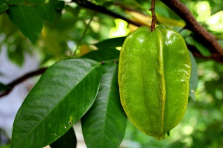 Mọc um tùm quanh nhà nhưng ít người biết loại quả này có nhiều lợi ích cho sức khỏe