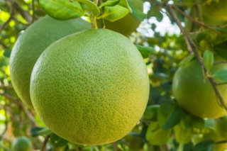 Bưởi có gì đặc biệt mà từ vỏ đến ruột đều được tận dụng?