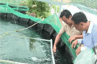 Nuôi cá chình tuần hoàn: Hướng đi mới cho thủy sản nước ngọt ở Lâm Đồng