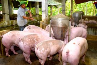 Giá heo hơi hôm nay 26/7: Miền Bắc giảm, có nơi còn 63.000 đồng/kg
