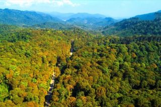 Ủy ban Châu Âu (EC) công bố tài liệu hướng dẫn thực thi EUDR