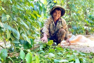 Giá tiêu hôm nay 30/8: Giảm mạnh 1.500 đồng/kg