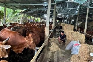 Đắk Lắk: Quy định mật độ chăn nuôi đến năm 2030
