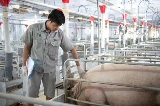 Giá heo hơi hôm nay 7/9: Cao nhất 60.000 đồng/kg