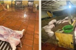 Hà Nội: Xử lý 2 cơ sở giết mổ lợn trái phép, buộc chuyển hàng chục con đến điểm giết mổ tập trung