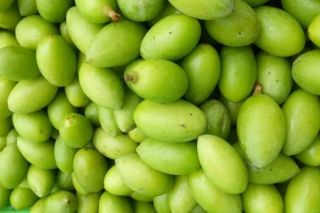 Quả trám - thức quà dân dã với nhiều giá trị cho sức khỏe
