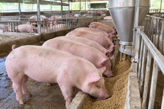 Giá heo hơi hôm nay 13/10: Thấp nhất 51.000 đồng/kg
